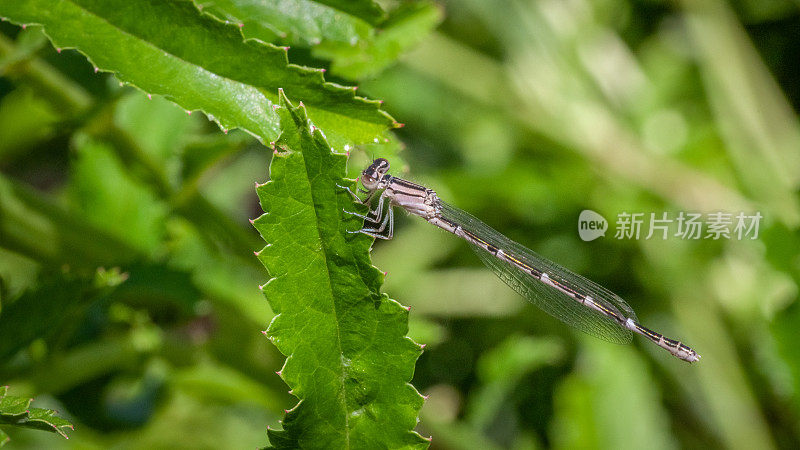 普通的蓝色豆娘雌，(Enallagma cyathigerum)， agrion雌杯座。